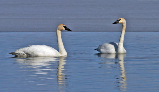 Two trumpeter swans swimming peacefully on a calm blue water surface.