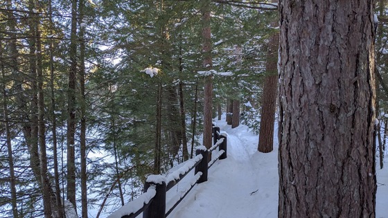 A snowy trail lined with a wooden fence winds through a dense forest of tall pine trees.