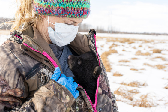 Person wearing surgical mask, blue gloves and winter clothing holds a black bear cub in a snow-covered clearing.