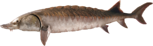 A graphic of a sturgeon. 