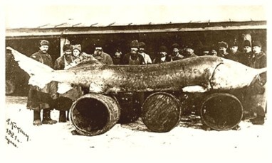 A black-and-white photo of several men posing with a massive beluga sturgeon. 