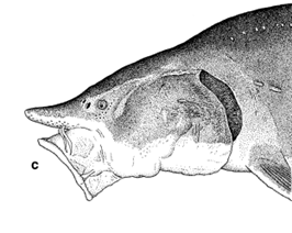 An illustration of beluga sturgeon showing their distinct forward facing mouth. 