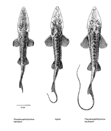figure showing small and large Amu Darya sturgeon