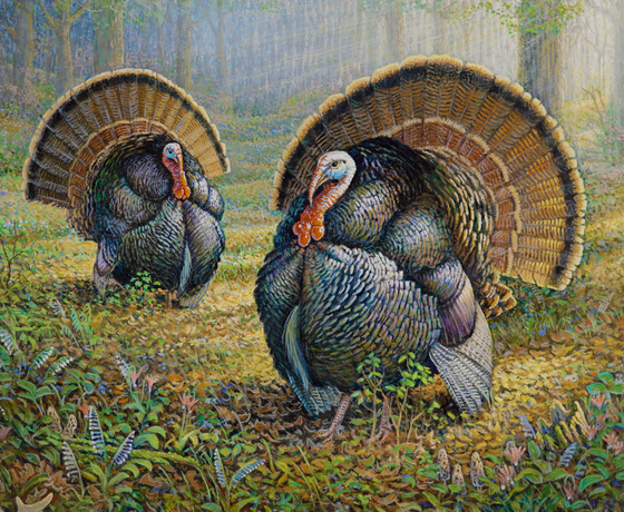 A painting of two tom turkeys fanning their feathers in sunlit forest.