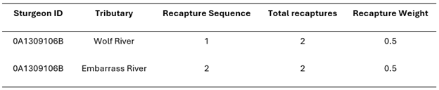 A table showing a sturgeon recapture at both the Wolf River and the Embarrass River. 