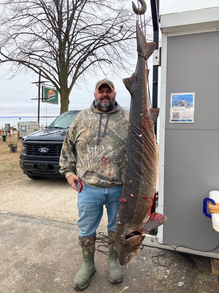 A person wearing a camouflage hoodie and jeans, standing next to a large sturgeon hanging by a hook to be weighed.