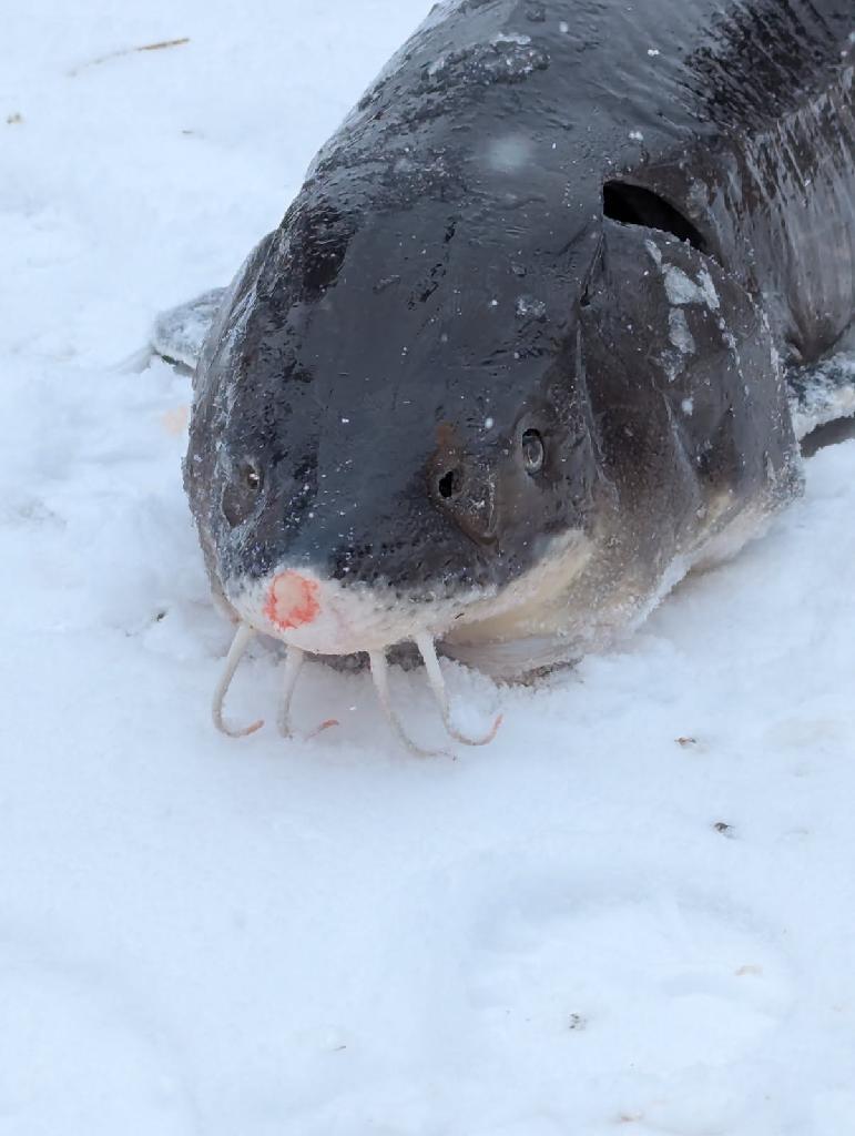 close-up of the front of a sturgeon on ice