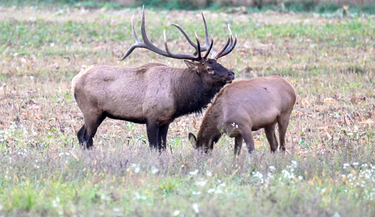 A bull and cow elk stand in a field of tall grass.