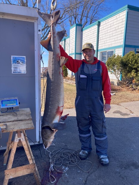A man wearing a red sweatshirt poses beside a large sturgeon.