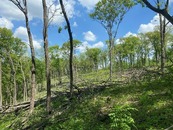 A forest in summer showing some trees cleared. 