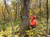 A worker measure a tree trunk. 