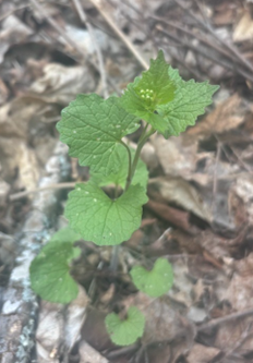 A garlic mustard plant. 