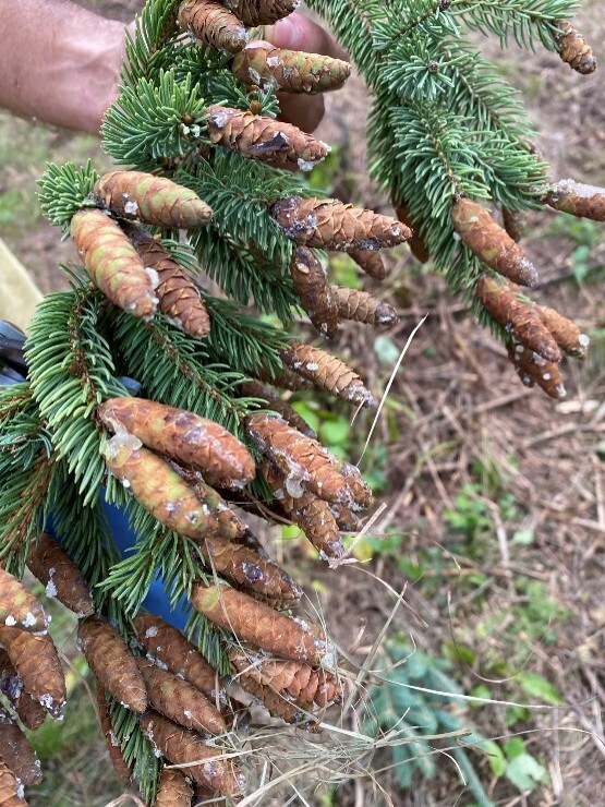 A close-up of a person holding clusters of pine cones.