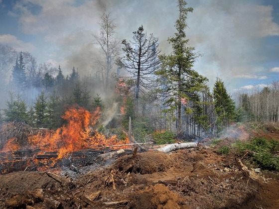 A wildfire burns in a swampy area featuring tall pines. 