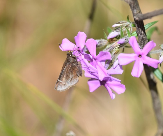 a brown and white/grey dusted skipper butterfly visiting a purple phlox flower