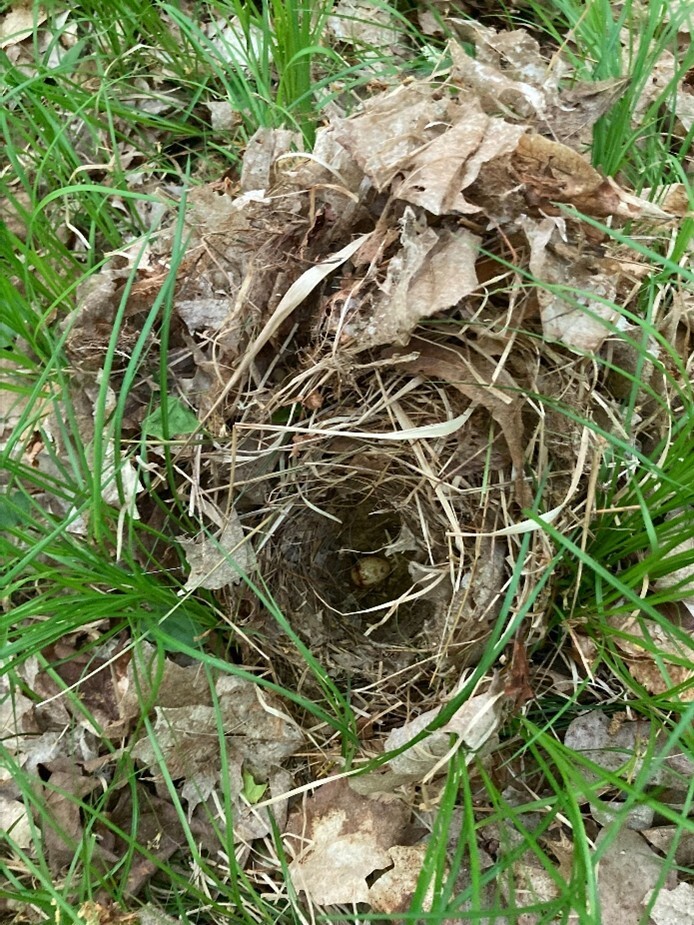 An ovenbird nest found during the point counts at Northern Highland-American Legion State Forest site.