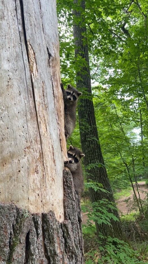 Baby raccoons climbing dead standing tree at Argonne Experimental Forest site. 