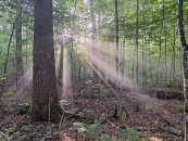 Sunlight streams in through the openings in a forest canopy. 