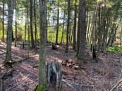 Hemlock dominated stand with fire scarred red pine stumps, Marinette County.