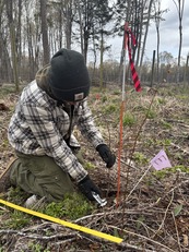 An arborist plants a tree seedling.