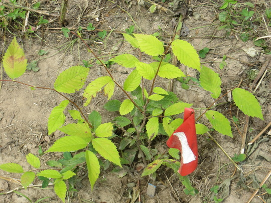A close-up of a young plant. 