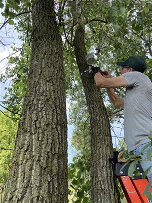An arborist inspecting a tree. 