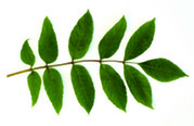 A close-up of an ash tree branch, showing opposite branching patterns, with two branches coming off the main stem.