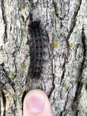 mature spongy moth larva on tree
