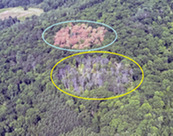 aerial view of dead and dying oak tree stands