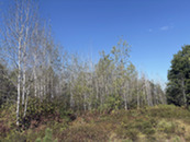 Dead aspen trees in a stand.