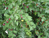 closeup photo of honeysuckle plant with berries.