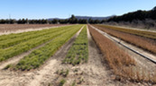rows of tree seedlings being raised in a nursery
