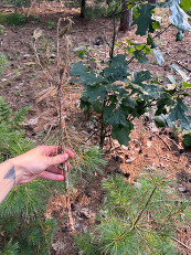 Closeup of damage to a white pine terminal leader