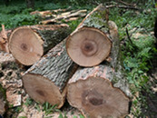 closeup of sugar maple logs showing sapwood streaking