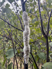 closeup of woolly alder aphids on elder stems.