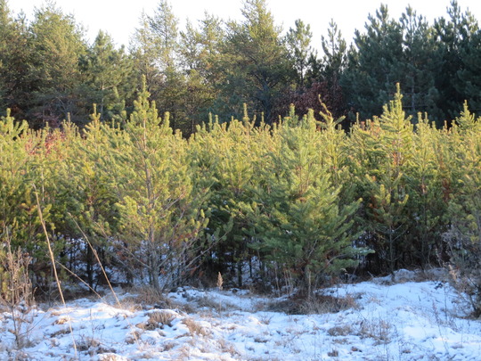 Timber Falling Tree Jack Forest Management, Ecology And Research News: Wisconsin Plants 50 ...