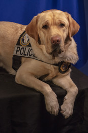 Police Dog portrait