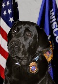 Photo of K9 Moose