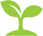 Growing sprout.
