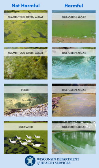 algae bloom 