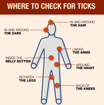 where to check for ticks