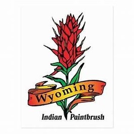 indian paintbrush