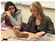 Two female high school students studying a human organ