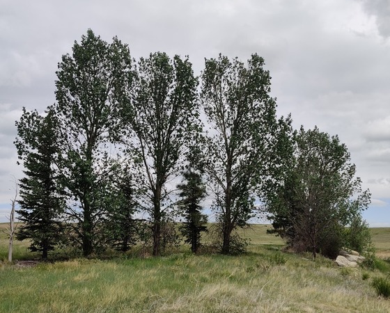 2026-0528-LQD-MiningAwardPhoto-Trees