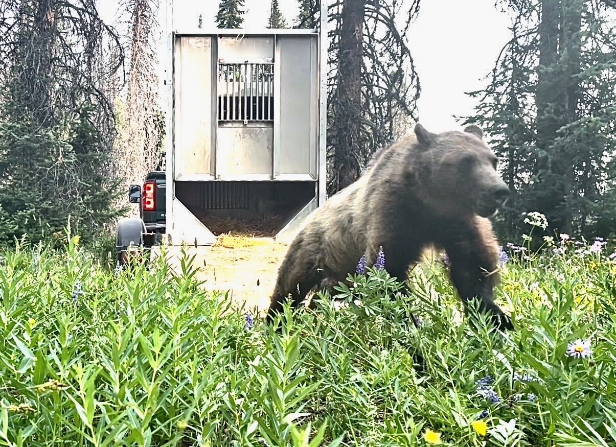 Grizzly release