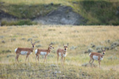 pronghorn