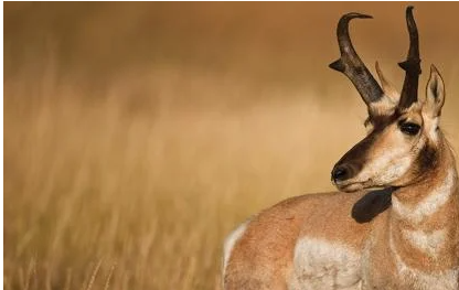 Wyoming Game and Fish PRonghorn