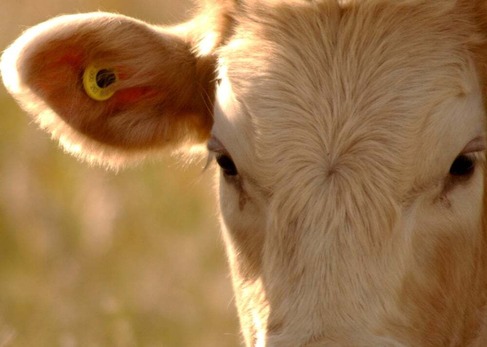 rfid in blonde cow