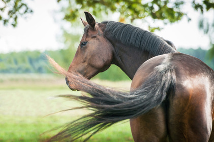Horse flies