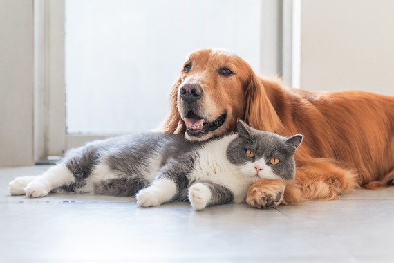 dog and cat